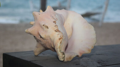 Conch Shell