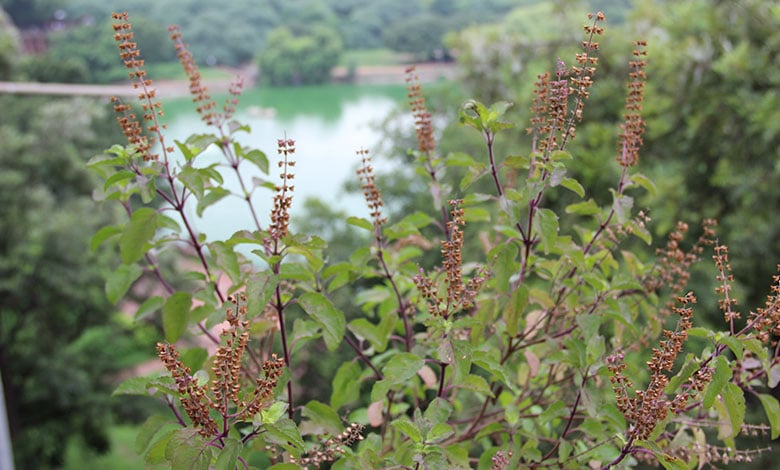 Tulsi