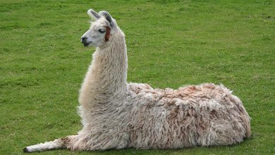 Llama