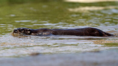 Otter