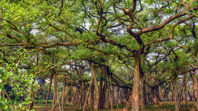 Banyan Tree