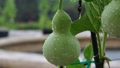 Bottle Gourd