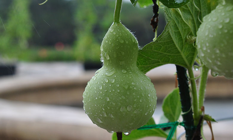 Bottle Gourd