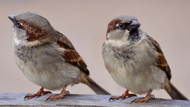 Sparrow