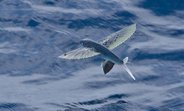 Flying Fish