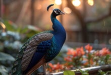 Peacock