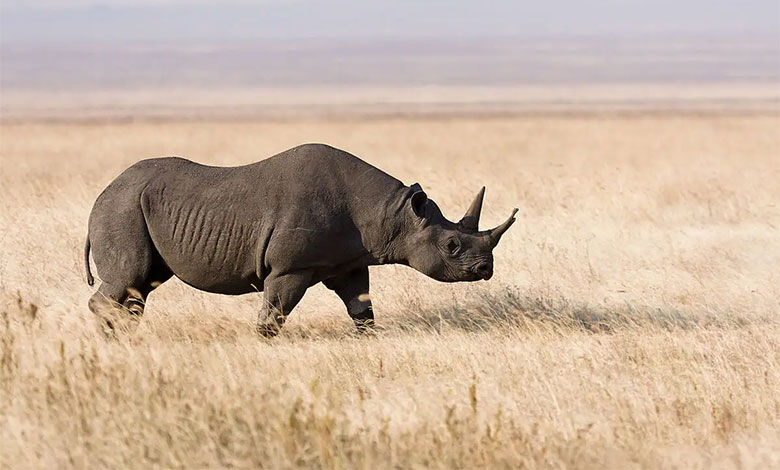 Black Rhinoceros