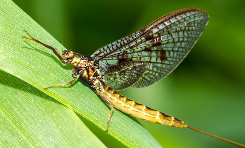 Mayfly