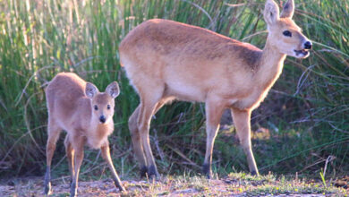 Water Deer