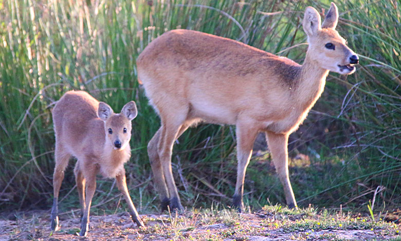 Water Deer