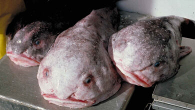 Blobfish