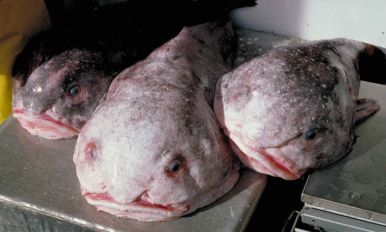 Blobfish