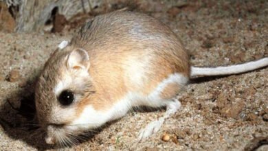 Kangaroo Rat