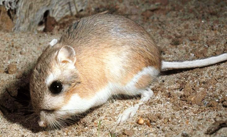 Kangaroo Rat