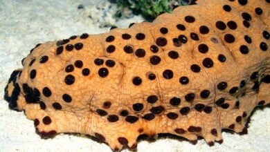 Sea Cucumber