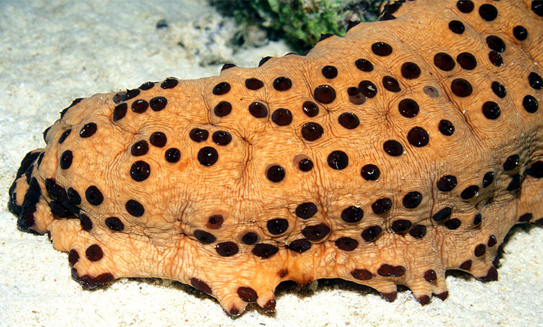 Sea Cucumber