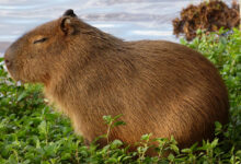 Capybara