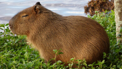 Capybara