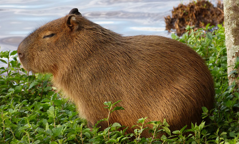 Capybara