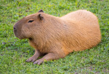 Capybara