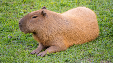 Capybara