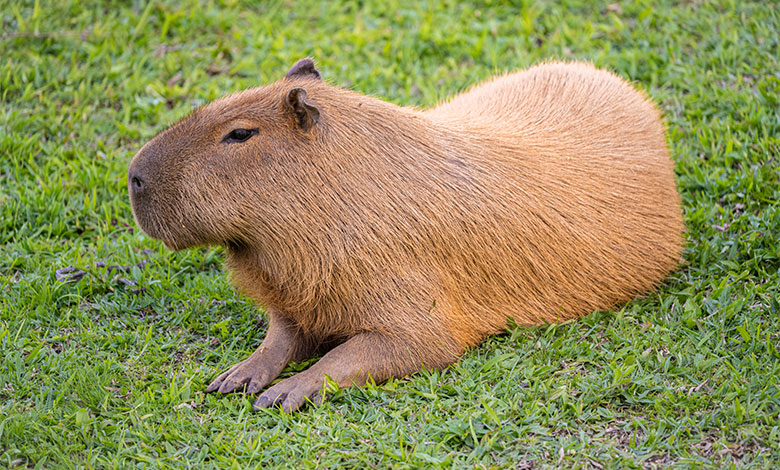 Capybara