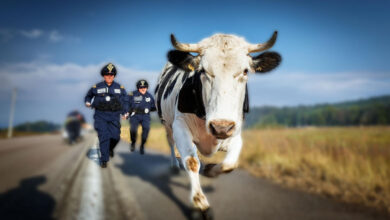 Cow