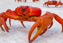 Crab