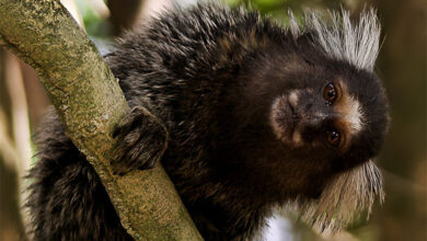 Marmoset