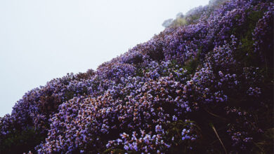 Neelakurinji