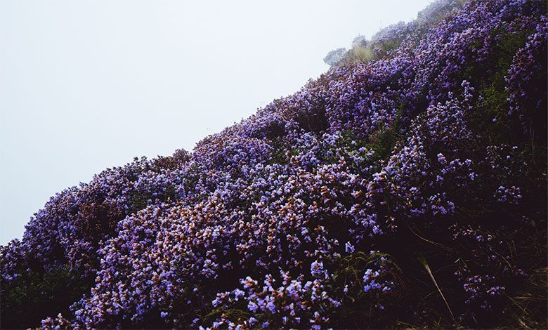 Neelakurinji