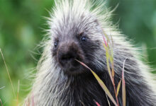 Porcupine