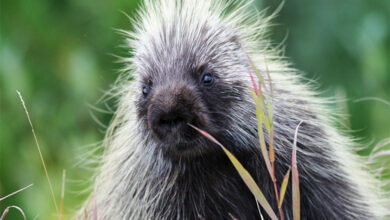 Porcupine