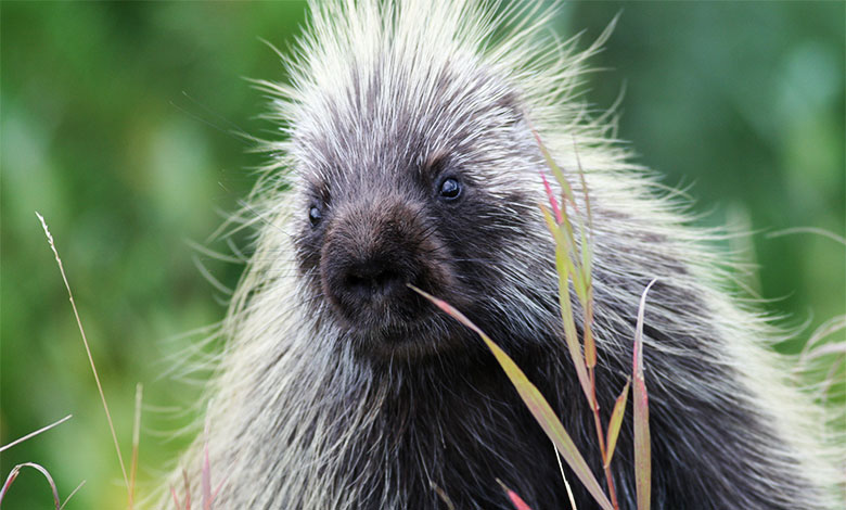 Porcupine