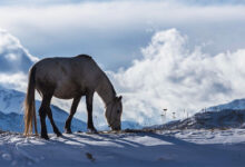 Snowfall