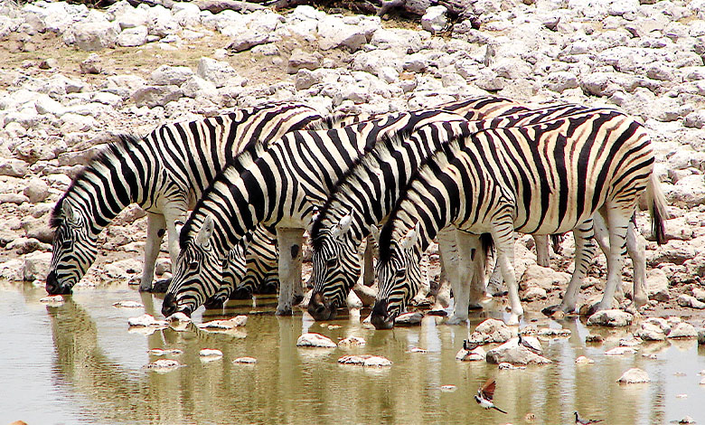 Zebra