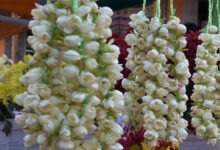 Arabian Jasmine