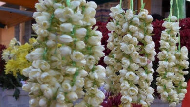 Arabian Jasmine