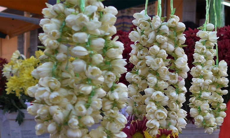 Arabian Jasmine