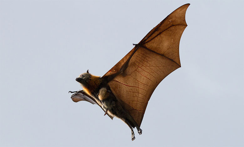 Bat