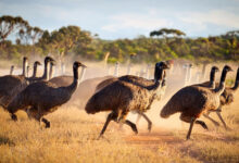 Emu