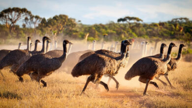 Emu