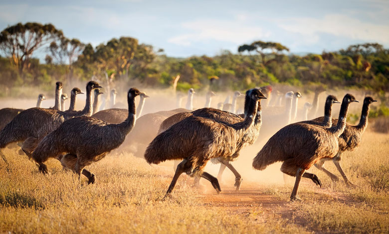 Emu