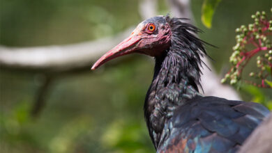 Northern Bald Ibis