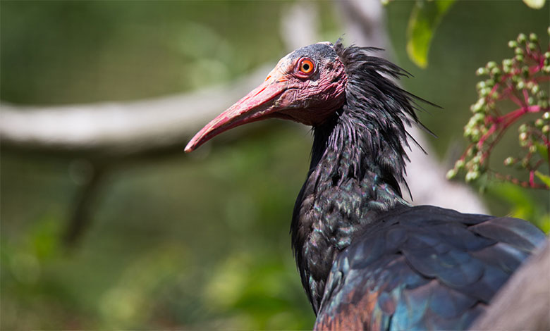 Northern Bald Ibis