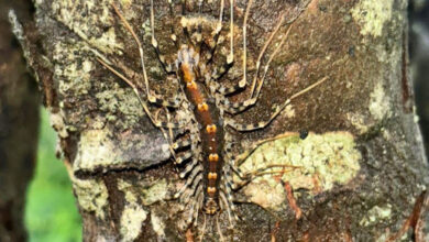 Scutigeromorpha