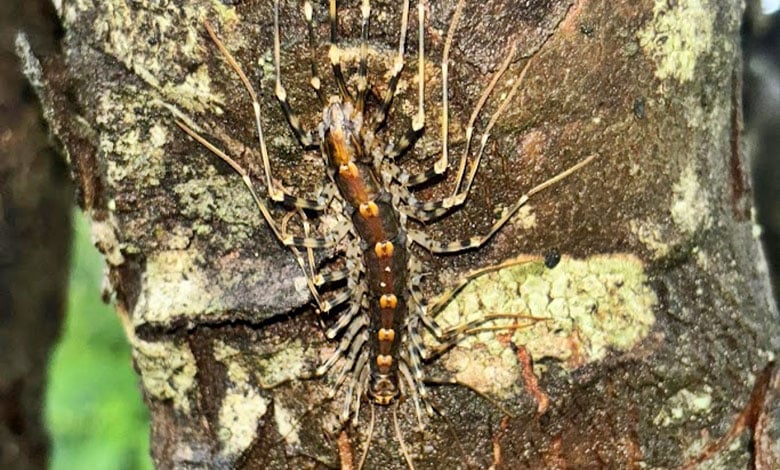 Scutigeromorpha