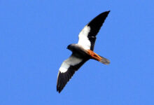 Amur Falcon