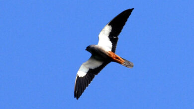 Amur Falcon