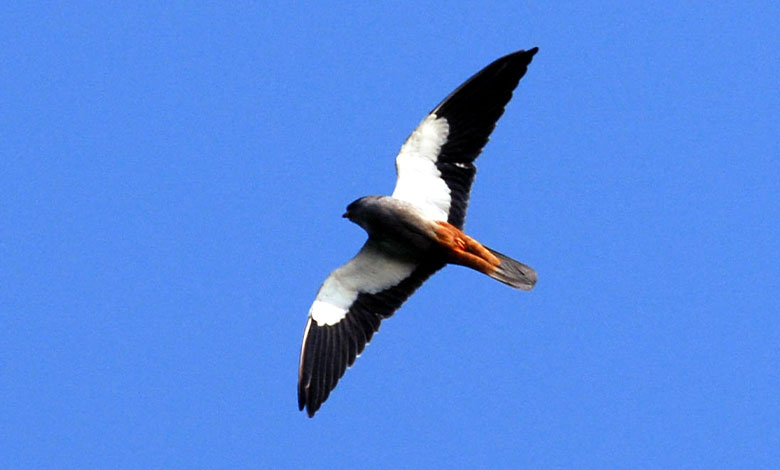 Amur Falcon